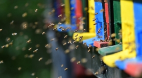 Mesilased lendavad värvilistesse tarudesse