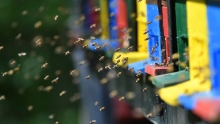 Bees flying around beehive